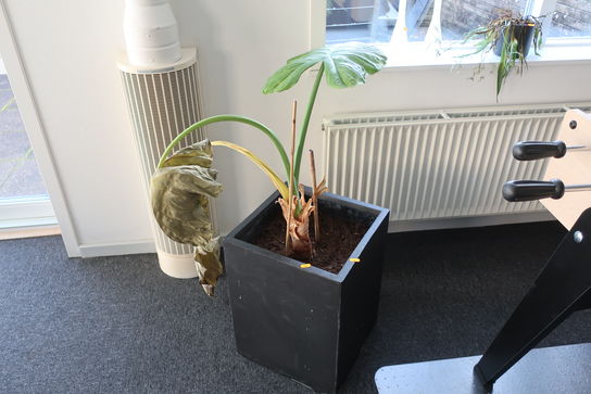 Plante i krukke