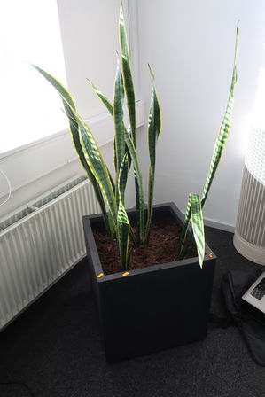 Plante i krukke