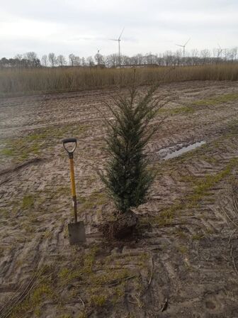 60 stk. Taxus baccata 80-100