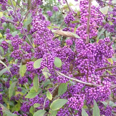 25 stk. Callicarpa 125-150