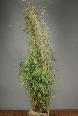 40 stk. Bamboo 125-150