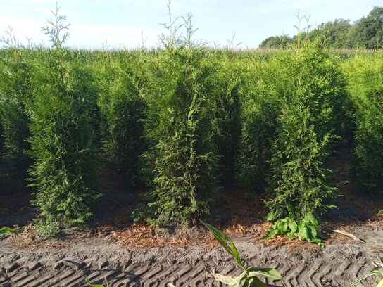 30 stk. Conifers Thuja Brabant 200-225