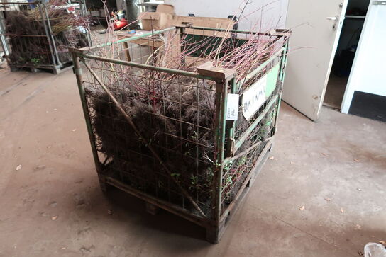 Pallebur
