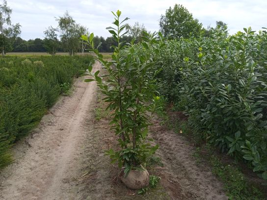 25 stk. Laurel Prunus laurocerasus 'Novita' 150-175