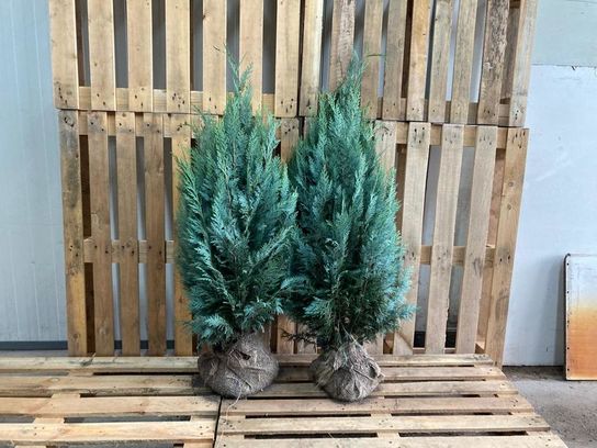 80 stk. Conifers Columnaris 100+