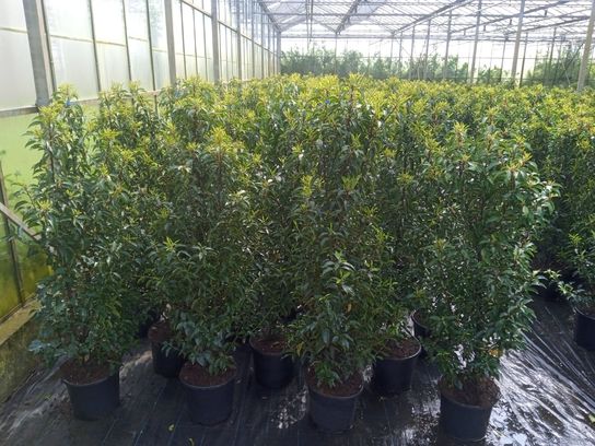 20 stk. Portugese laurel 175-200