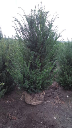 30 stk. Taxus 120-140