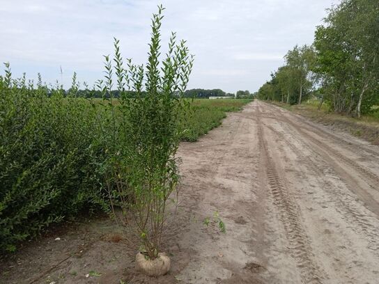 30 stk. Ligustrum  175-200 cm. 