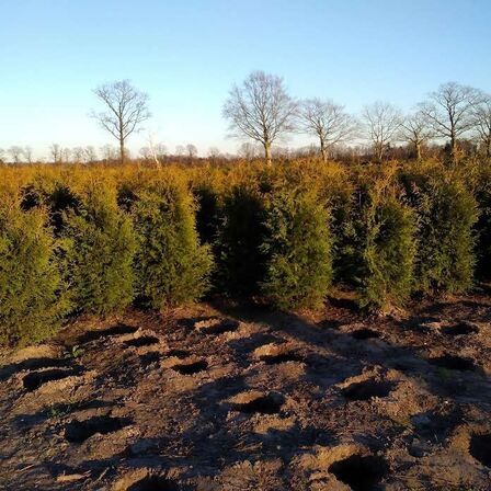 650 stk. Conifers Thuja Brabant 200+ cm.