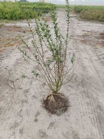 35 stk. Ligustrum 100-120 cm. 