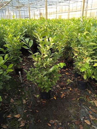 45 stk. Cherry laurel Prunus laurocerasus 'Novita' 125-150