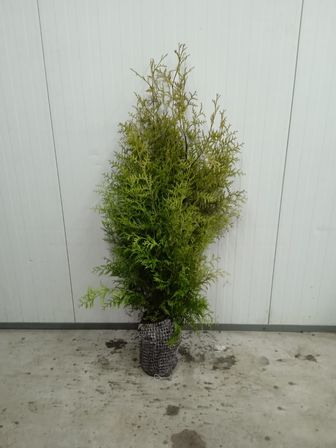 80 stk. Conifers Thuja Brabant 100+