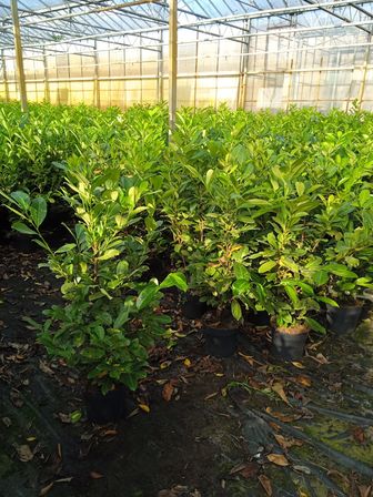 45 stk. Cherry laurel Prunus laurocerasus 'Novita' 125-150