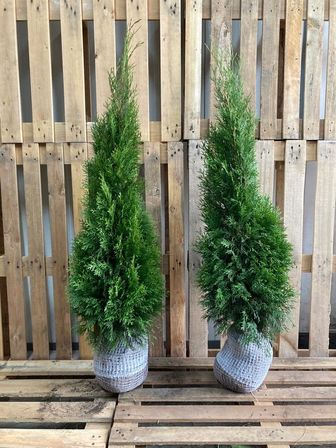 100 stk. Conifers Thuja Smaragd 100+