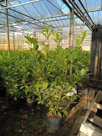 45 stk. Cherry laurel Prunus laurocerasus 'Novita' 125-150