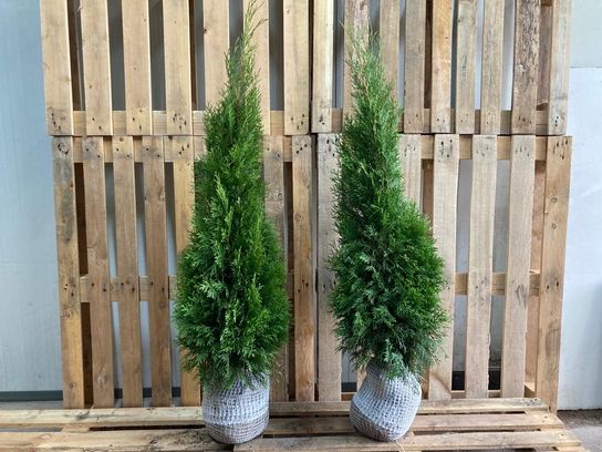 100 stk. Conifers Thuja Smaragd 100+