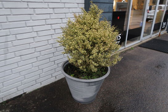 2 stk. Krukker med planter