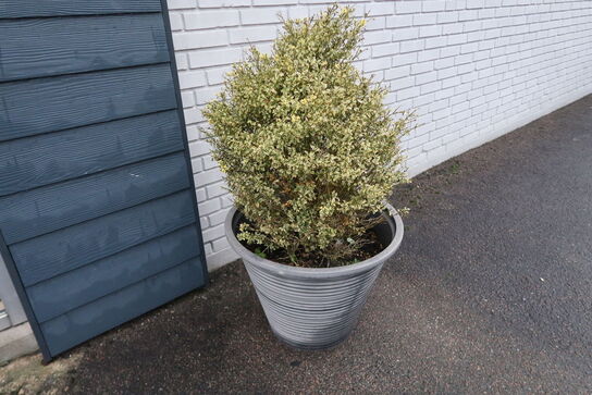 2 stk. Krukker med planter