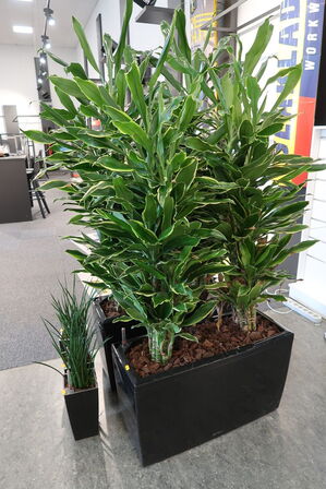 5 stk. Planter