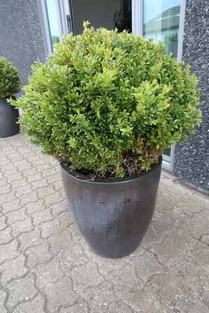 2 stk. Planter i krukker