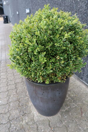 2 stk. Planter i krukker