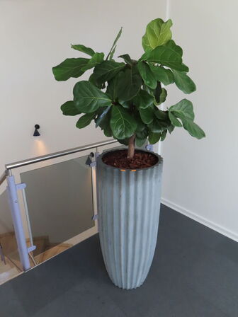 Plante i krukke