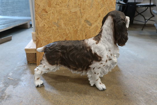 Stående cockerspaniel H46 cm. 