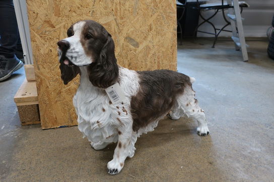 Stående cockerspaniel H46 cm. 