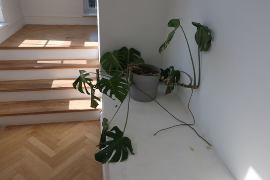 Krukke med plante 