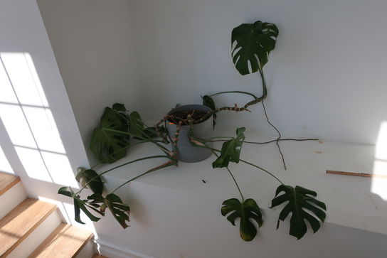 Krukke med plante 