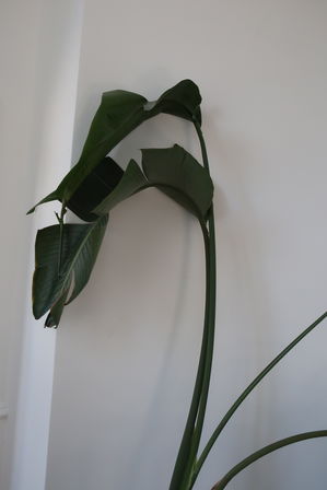 Krukke med plante 