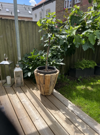 Rustk vase i teaktræ - H 60 cm