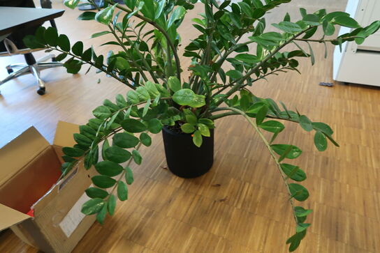 Plante i krukke
