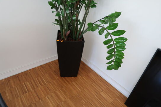Plante i krukke
