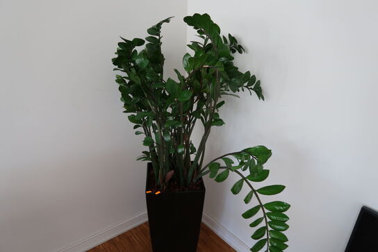 Plante i krukke