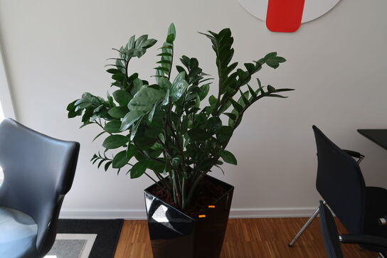 Plante i krukke