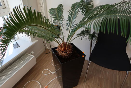 Plante i krukke