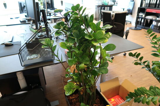 Plante i krukke