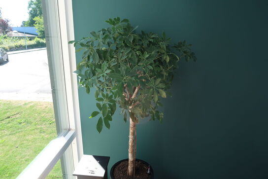 Plante i krukke
