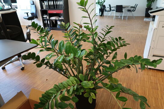 Plante i krukke