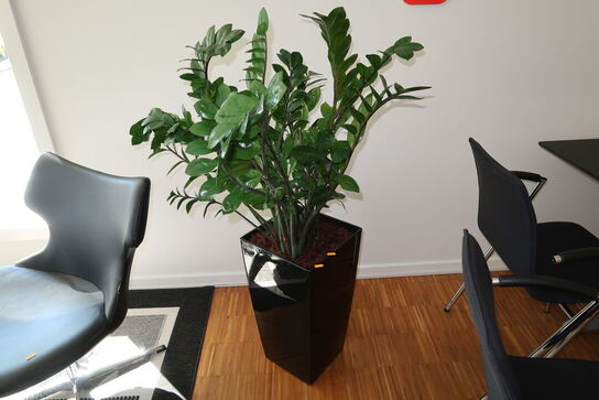 Plante i krukke
