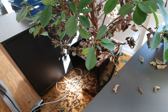 Plante i krukke