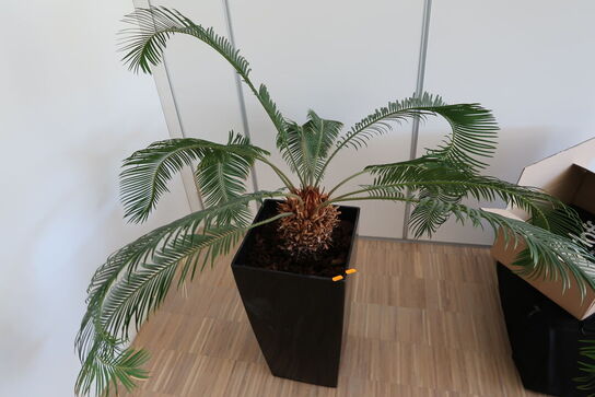 Plante i krukke