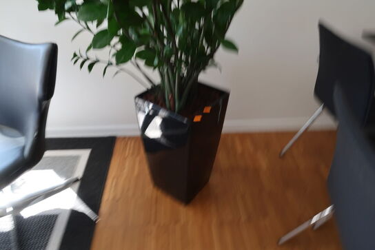 Plante i krukke