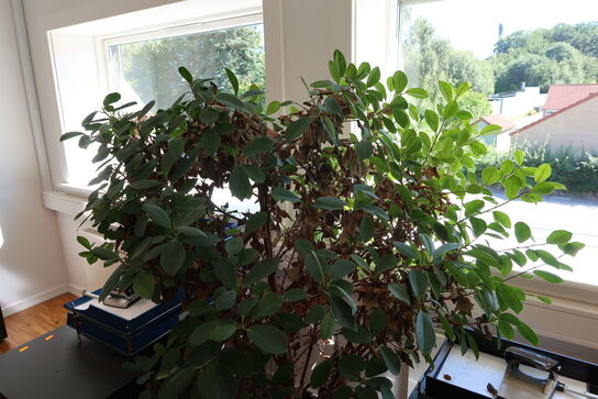 Plante i krukke