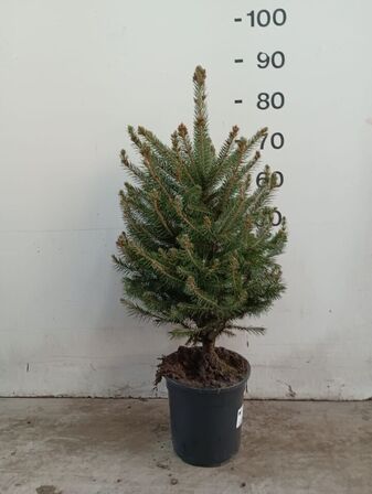 85 stk. Potted Christmas tree Christmas blue