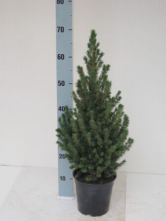 150 stk. DIY Christmas tree mix conica