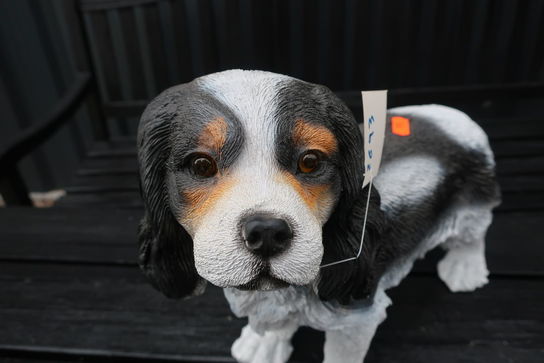 Stående Cavalier Spaniel H30 cm.