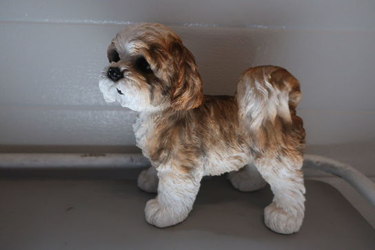 Shih Tzu stående brun