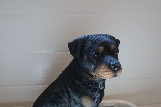 Siddende rottweiler 